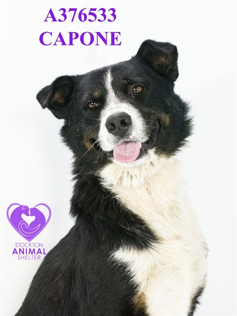 Capone