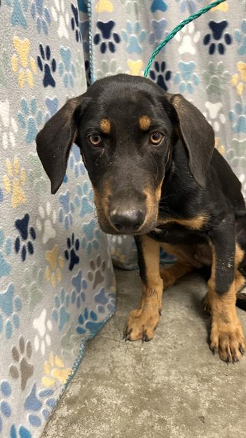Lionel