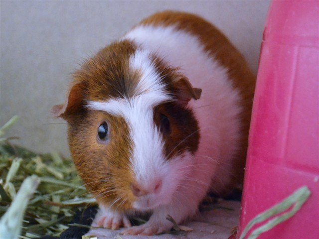 Miss Piggle Wiggle