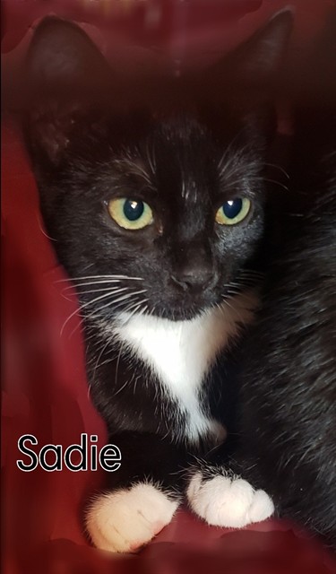 Sadie