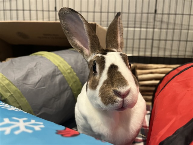 Louise