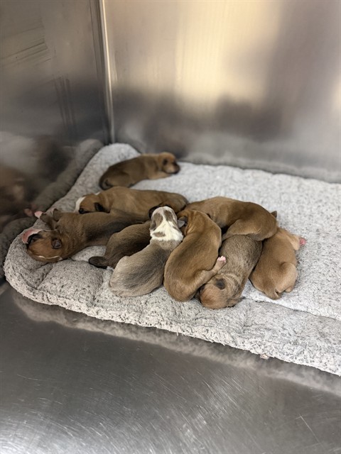 Adoptable Dog