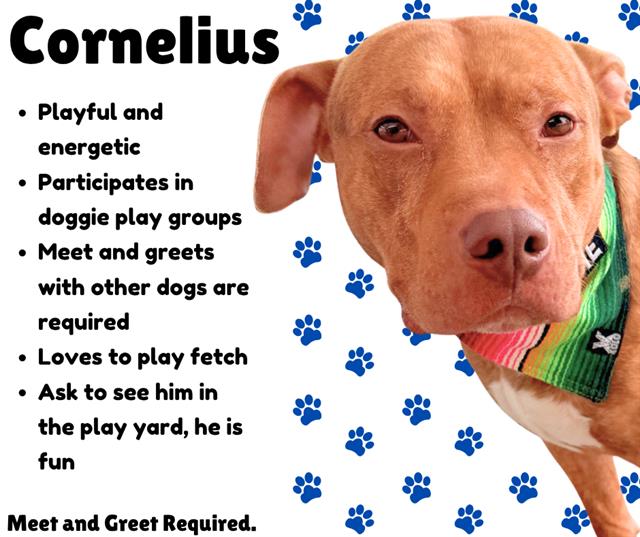 Cornelius
