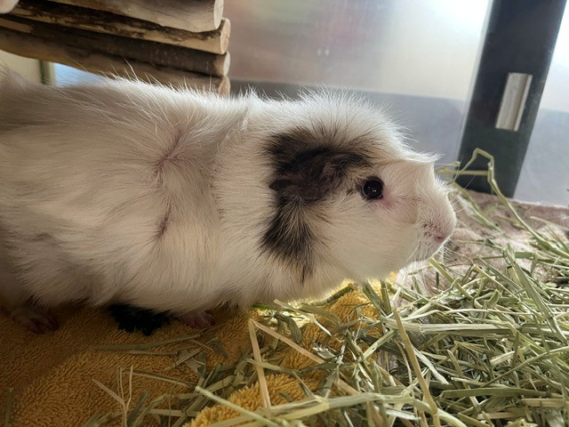 Basil