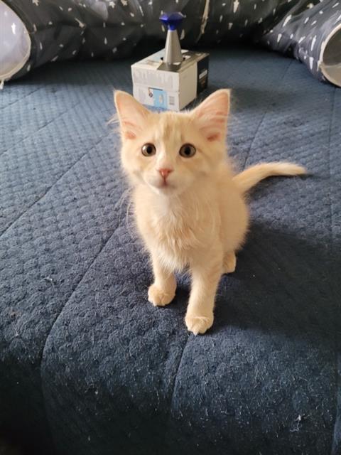 Clementine