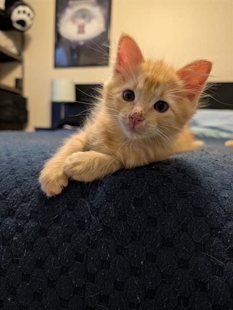 Tangerine