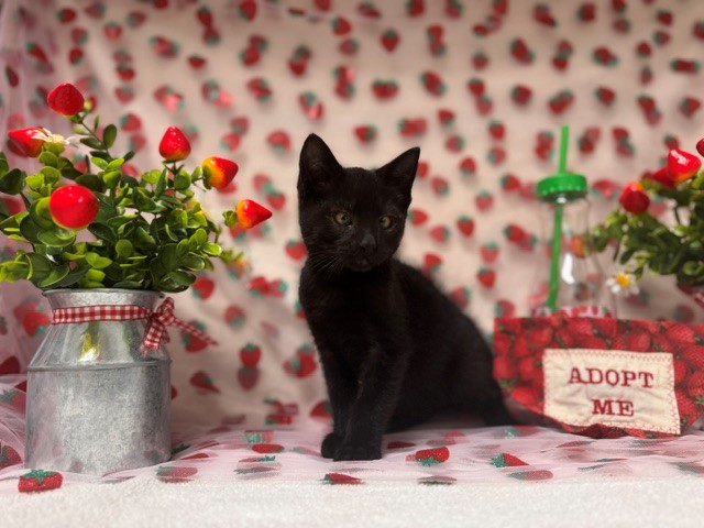 Pedro