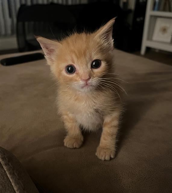 Ed Sheeran