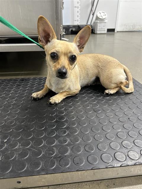 Adoptable Dog