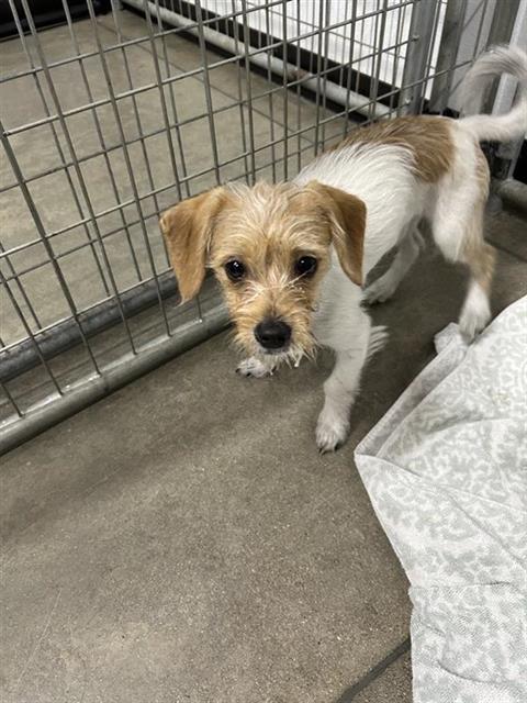 Adoptable Dog