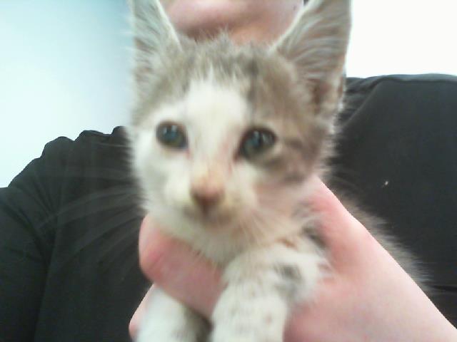 Adoptable Cat