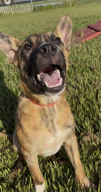 Simba