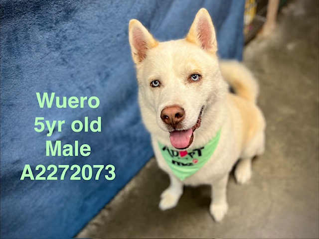 Wuero