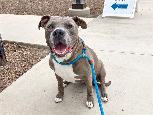 Maggie