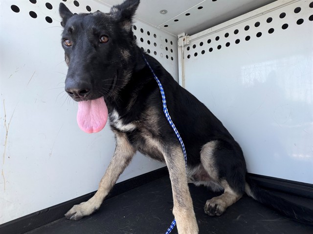 Adoptable Dog