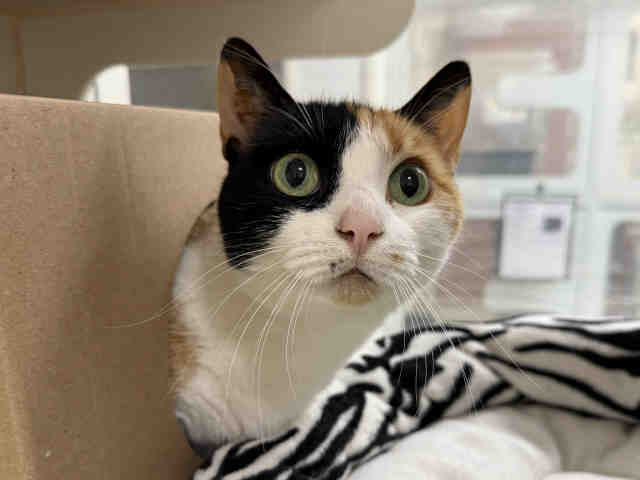 Minnie
