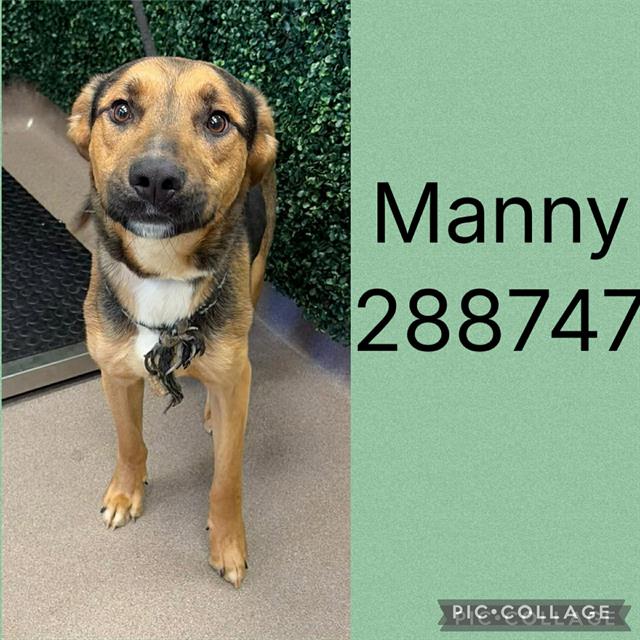 Manny