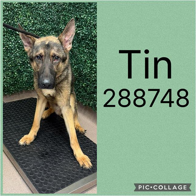 Tin