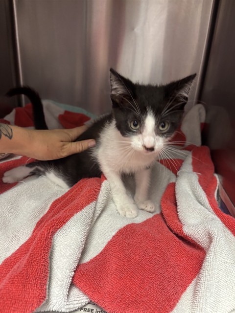 Marlo