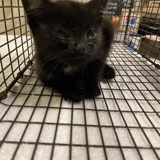 Adoptable Cat