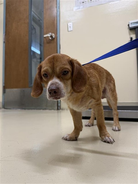 Adoptable Dog