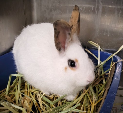 Mopsy