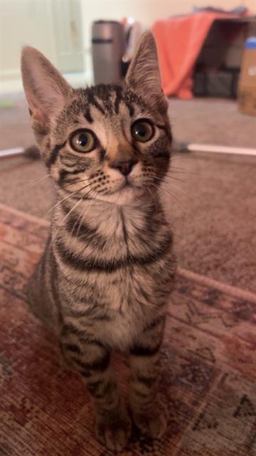 Tiki