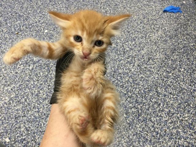Adoptable Cat