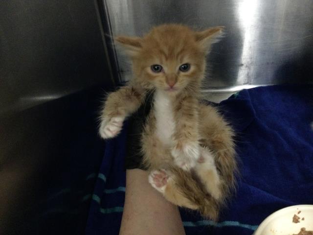 Adoptable Cat