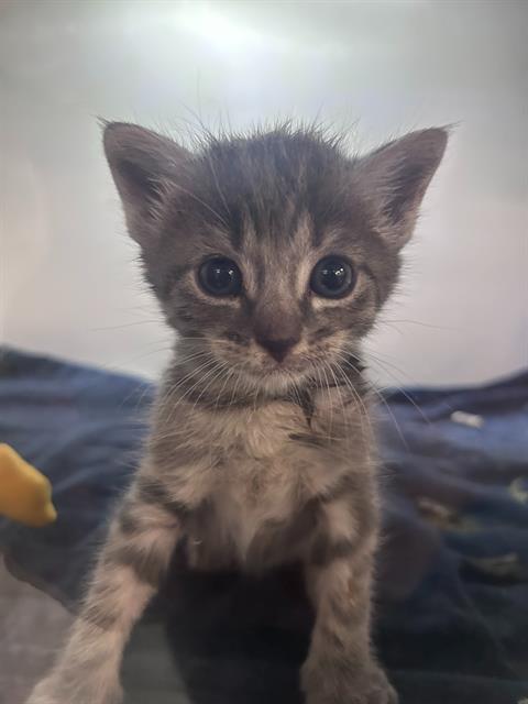 Merlin