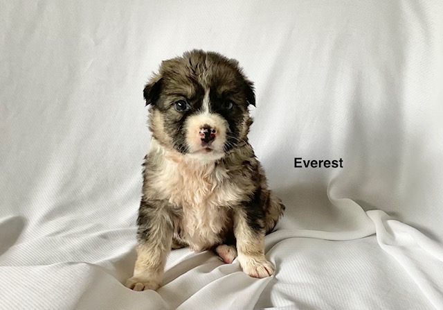 Everest