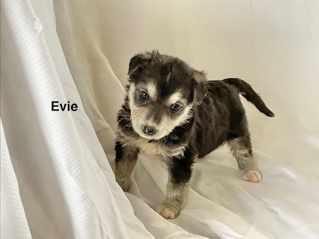 Evie