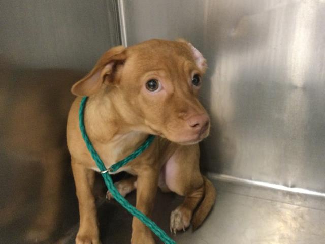 Adoptable Dog