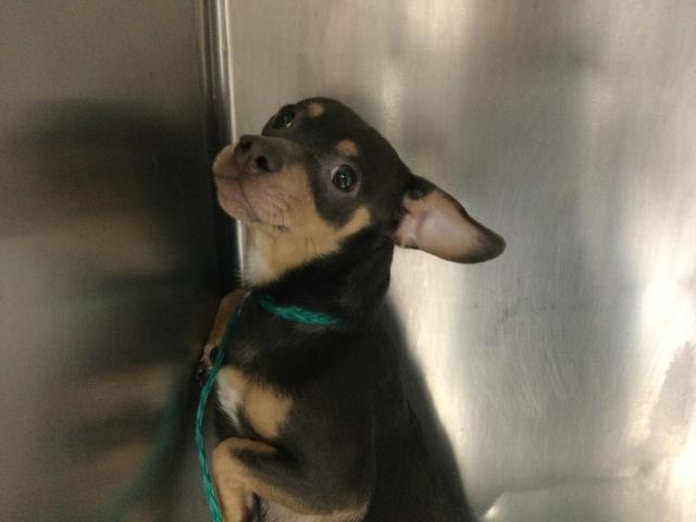 Adoptable Dog