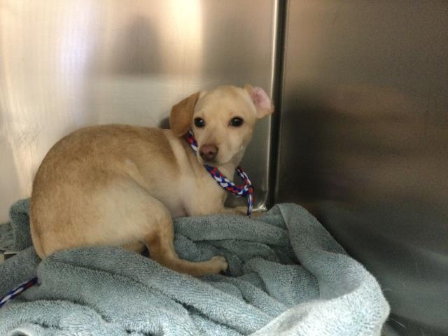 Adoptable Dog