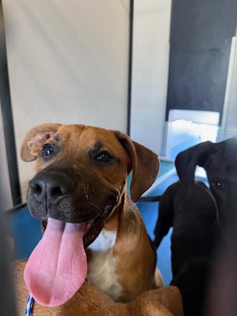 Adoptable Dog