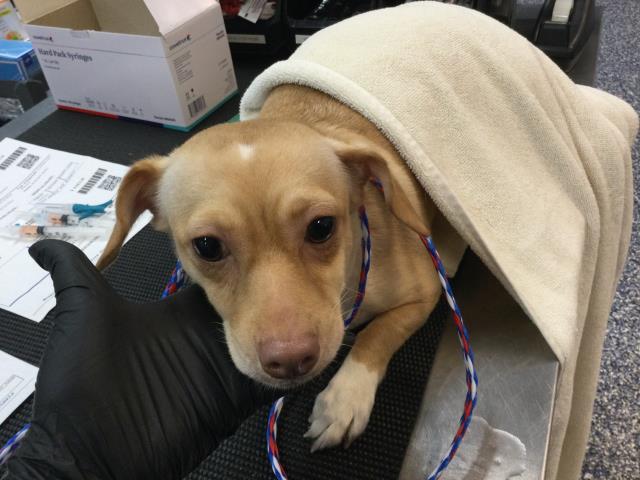 Adoptable Dog