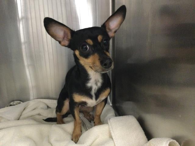 Adoptable Dog