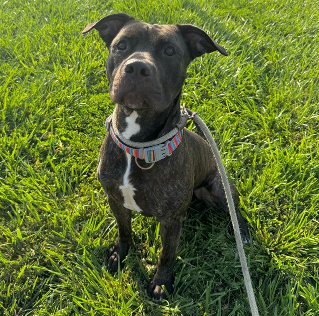 Rosco