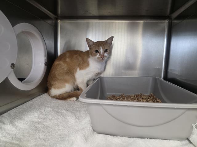 Adoptable Cat