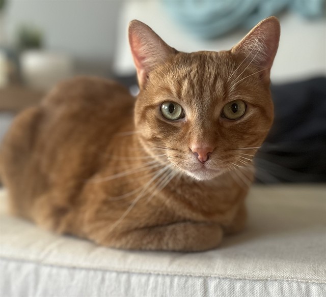 Skippy