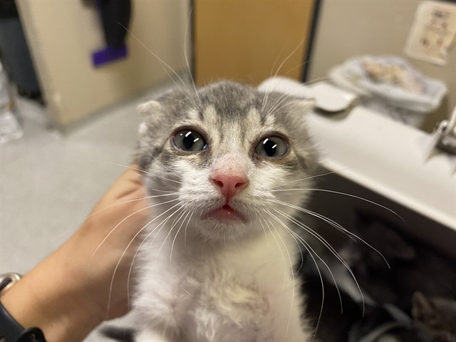 Adoptable Cat