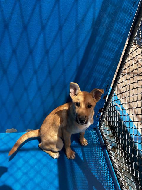 Adoptable Dog