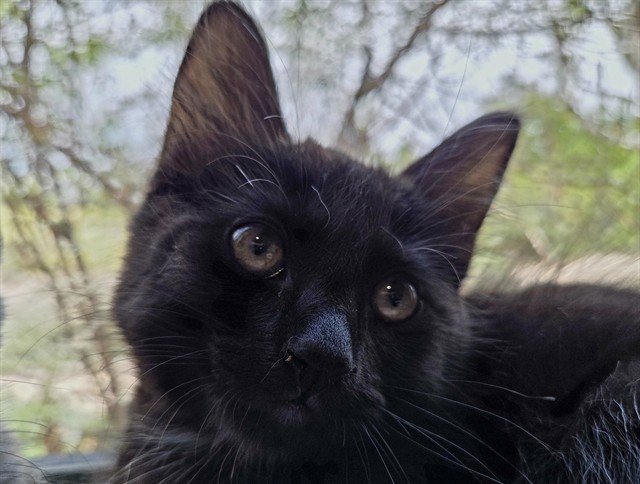 Baron