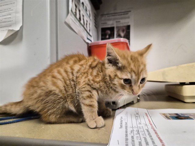 Vitamin-C