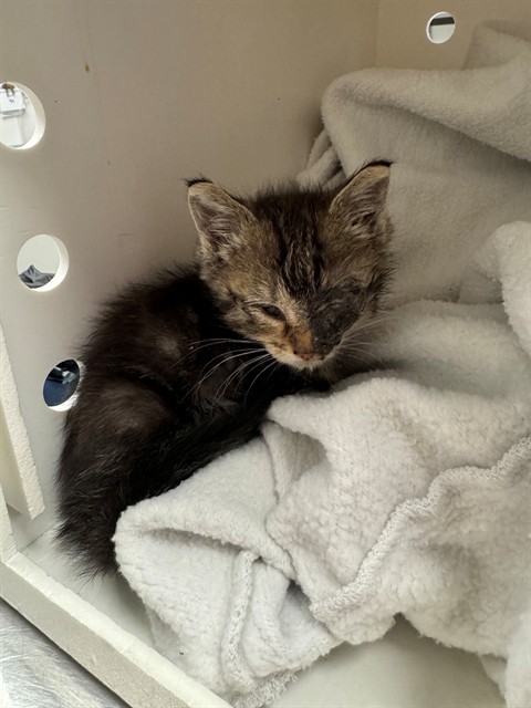 Baby - In Foster
