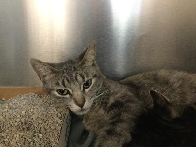 Adoptable Cat