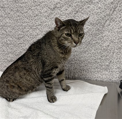 Tom
