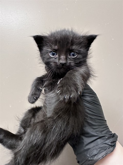 Cat Noir