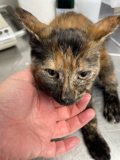 Adoptable Cat